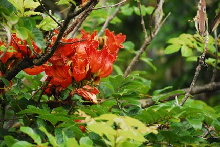Hawaiian Flower Hawaiian Flower